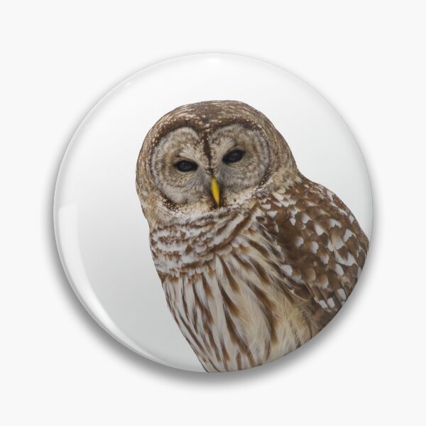 Artikelvorschau, Barred Owl entworfen und verkauft von baegel.