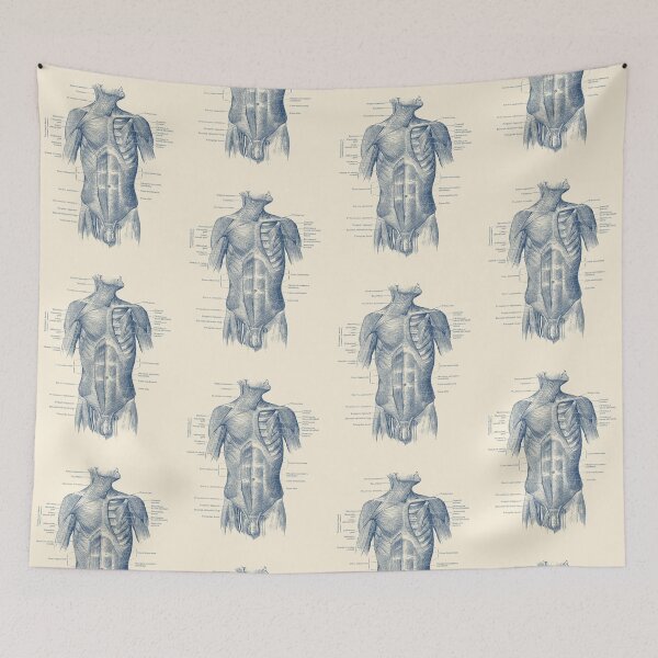 Item preview, Male Upper Body Muscular System designed and sold by VAposters.