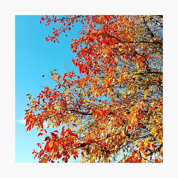 Item preview, Fiery Foliage designed and sold by Judeana.