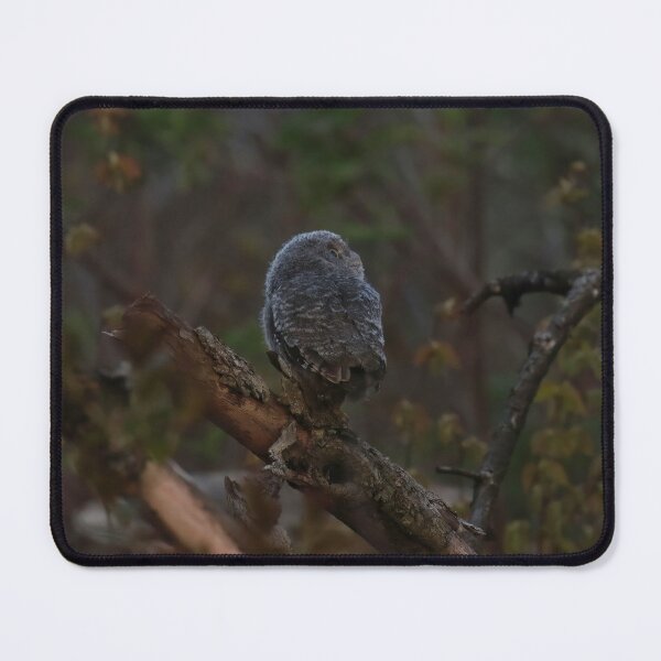 Item preview, Screech owlet first moment out of nest designed and sold by locustgirl.