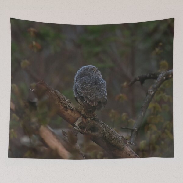 Item preview, Screech owlet first moment out of nest designed and sold by locustgirl.