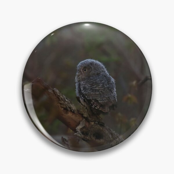Item preview, Screech owlet exploration designed and sold by locustgirl.