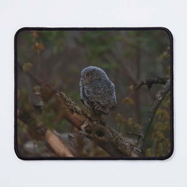 Item preview, Screech owlet exploration designed and sold by locustgirl.