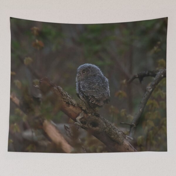 Item preview, Screech owlet exploration designed and sold by locustgirl.