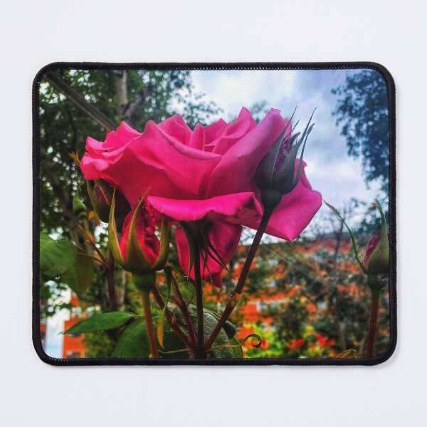 Item preview, A singular rose designed and sold by dawnsm.