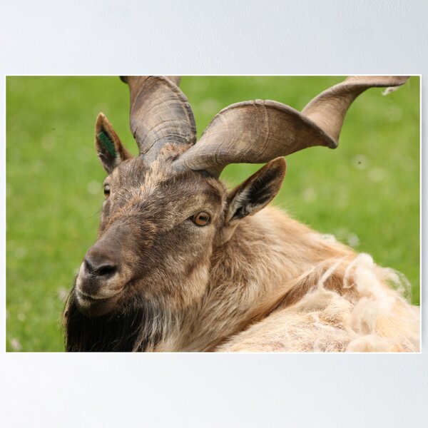Markhor Goat Poster