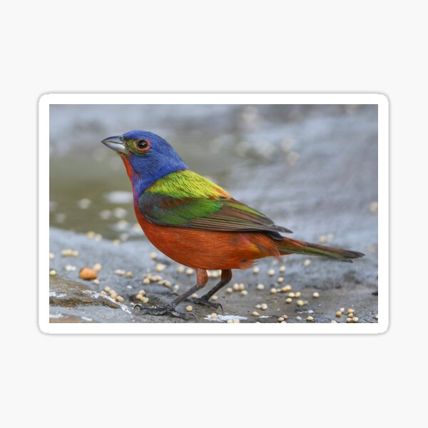 Item preview, Male Painted Bunting Feeding on Millet Seed designed and sold by Bonnie T.  Barry.