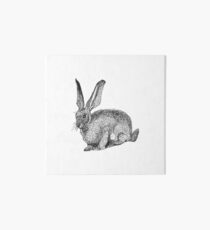 Hase Galeriedruck