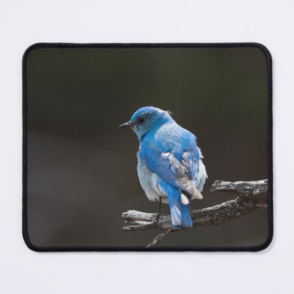 Item preview, Mountain Bluebird designed and sold by Andrea King.