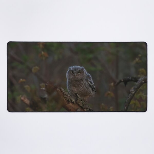 Item preview, Screech owlet ready to take on the world designed and sold by locustgirl.