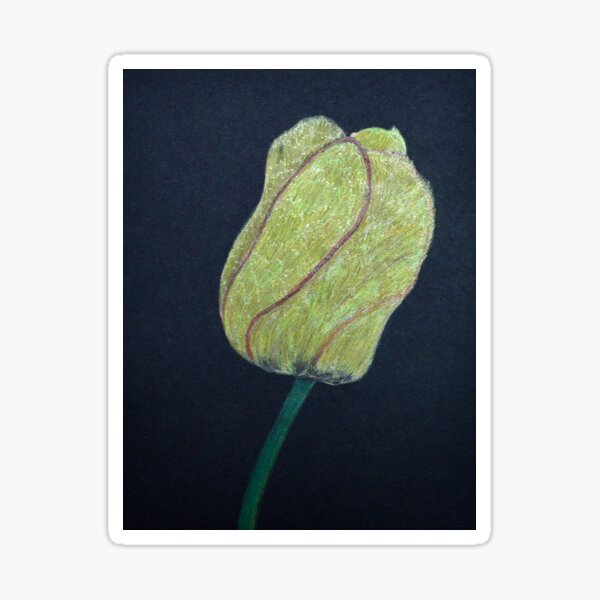 Single Yellow Tulip on a Black Background Sticker