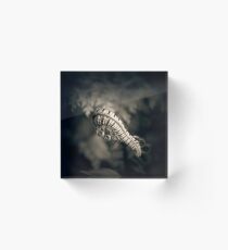 Mono-Fern Acrylic Block