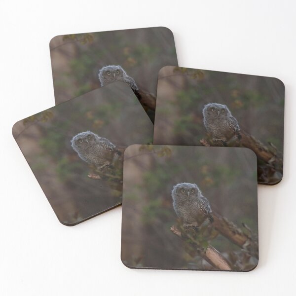 Item preview, 1 of 6 baby screech owlets designed and sold by locustgirl.