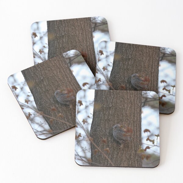 Item preview, Baby owls climb trees instinctually designed and sold by locustgirl.