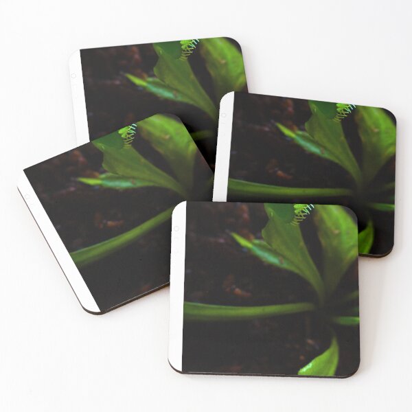 Item preview, Carnivorous plant - venus fly trap designed and sold by HenryLt4.