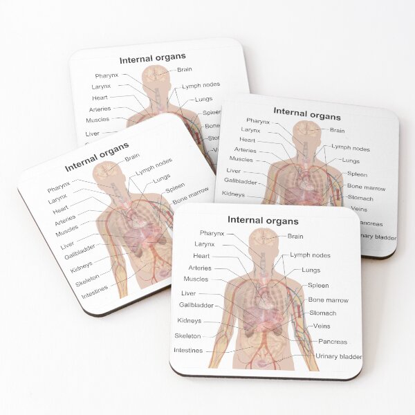 Item preview, Internal Organs Anatomy designed and sold by Porosenok.