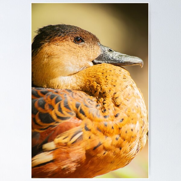 Item preview, Wandering Whistling Duck designed and sold by robdanimalphotography.