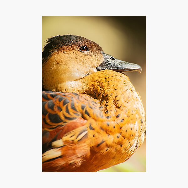 Item preview, Wandering Whistling Duck designed and sold by robdwildlife.