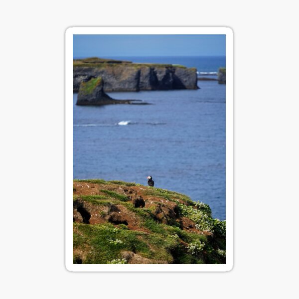 Item preview, Lonely puffin on a cliff designed and sold by elisainiceland.