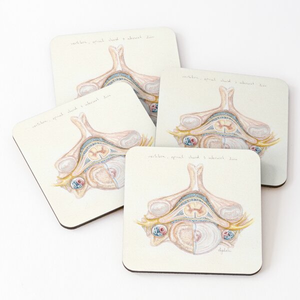 Item preview, 'vertebrae, spinal chord & intervertebral disc' - watercolour painting, medical art designed and sold by sarahkianaart.