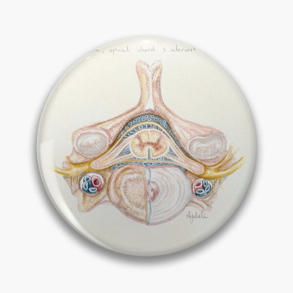 Item preview, 'vertebrae, spinal chord & intervertebral disc' - watercolour painting, medical art designed and sold by sarahkianaart.