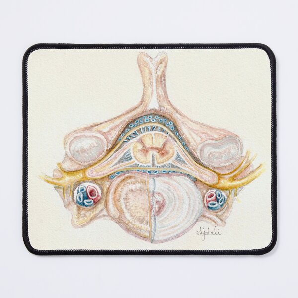 Item preview, 'vertebrae, spinal chord & intervertebral disc' - watercolour painting, medical art designed and sold by sarahkianaart.