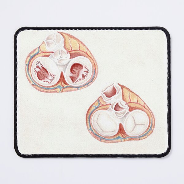 Item preview, atrioventricular & semilunar valves - watercolour painting, medical art designed and sold by sarahkianaart.