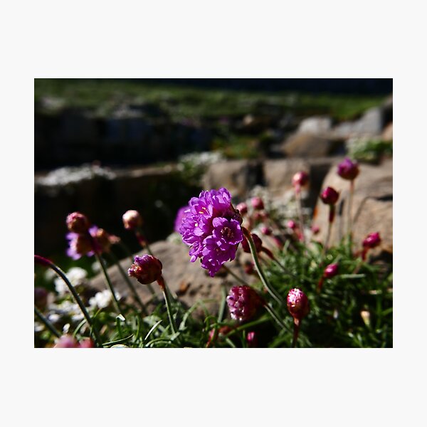 Thrift (Armeria maritima) Photographic Print