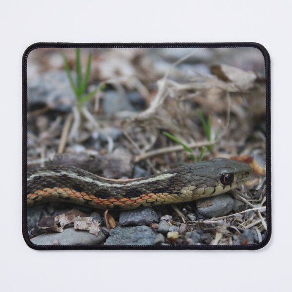 Item preview, Grass snake (02.06.24) designed and sold by cryptickludo.