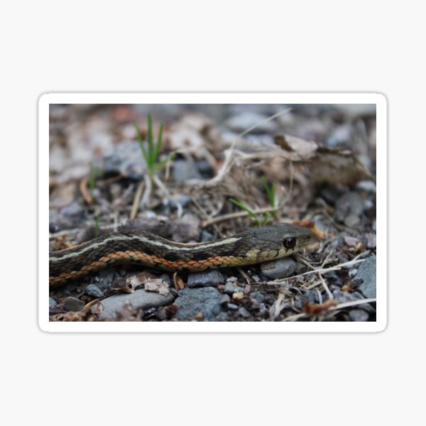 Item preview, Grass snake (02.06.24) designed and sold by cryptickludo.
