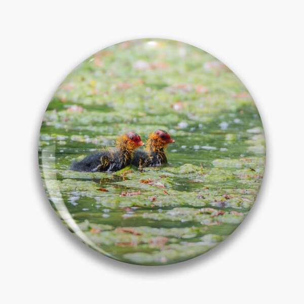 Item preview, Coot designed and sold by MTPhotos1406.