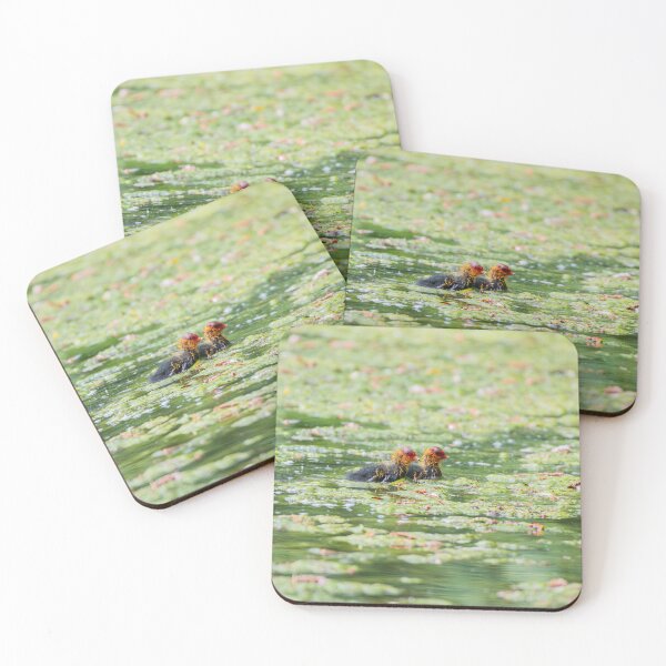 Item preview, Coot designed and sold by MTPhotos1406.