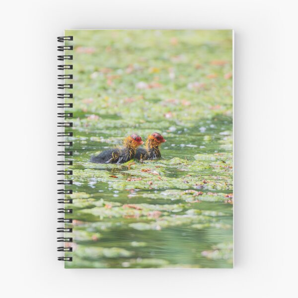 Item preview, Coot designed and sold by MTPhotos1406.