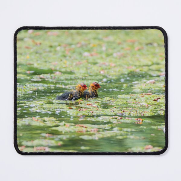 Item preview, Coot designed and sold by MTPhotos1406.