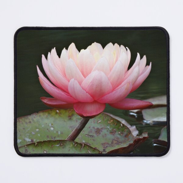 Item preview, Beautiful dark/light pink water lily designed and sold by TwistedClassics.