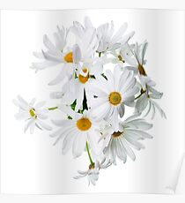 Wild white daisies Poster