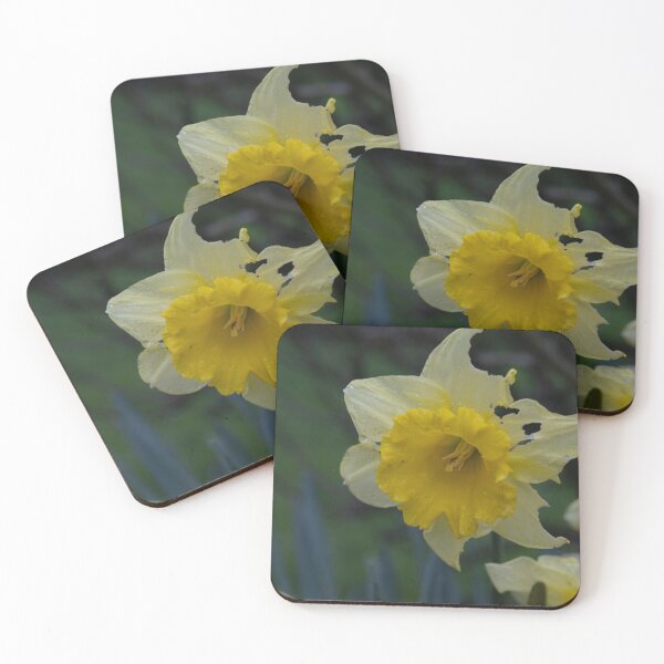 Item preview, Daffodils designed and sold by Calidris Fotografie Steffi & Ben Köppler.