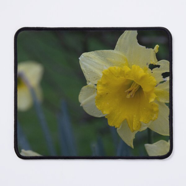 Item preview, Daffodils designed and sold by Calidris Fotografie Steffi & Ben Köppler.