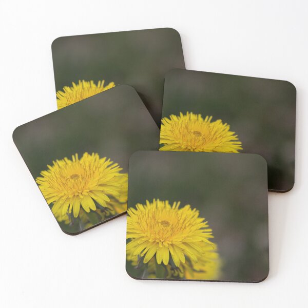 Item preview, Dandelion designed and sold by Calidris Fotografie Steffi & Ben Köppler.
