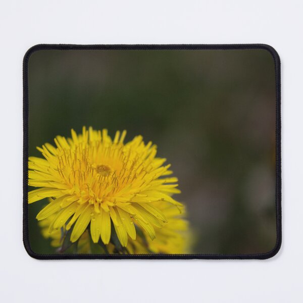 Item preview, Dandelion designed and sold by Calidris Fotografie Steffi & Ben Köppler.