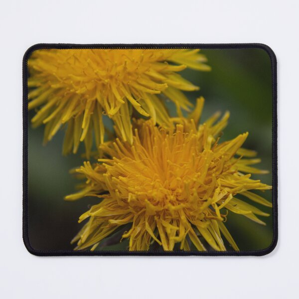 Item preview, Dandelion designed and sold by Calidris Fotografie Steffi & Ben Köppler.