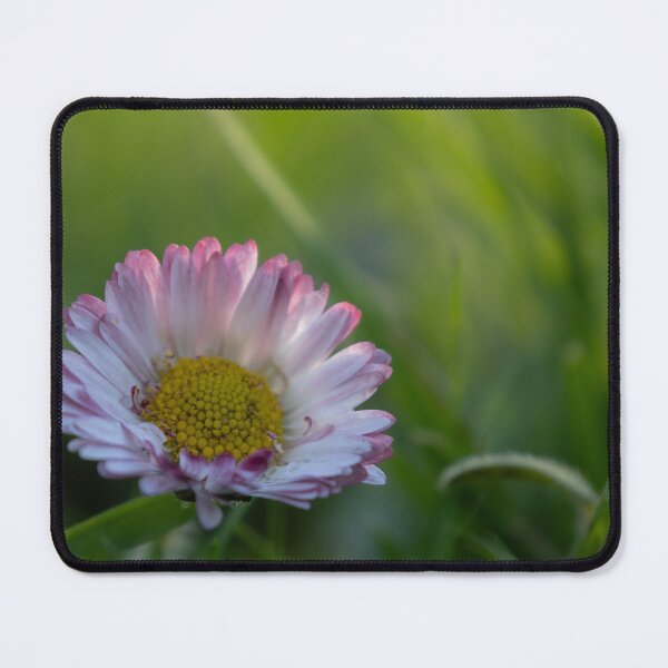 Item preview, Daisy designed and sold by Calidris Fotografie Steffi & Ben Köppler.
