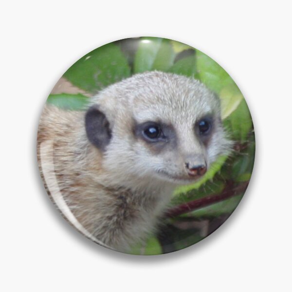 Artikelvorschau, Meerkat 065 entworfen und verkauft von JAMFoto.