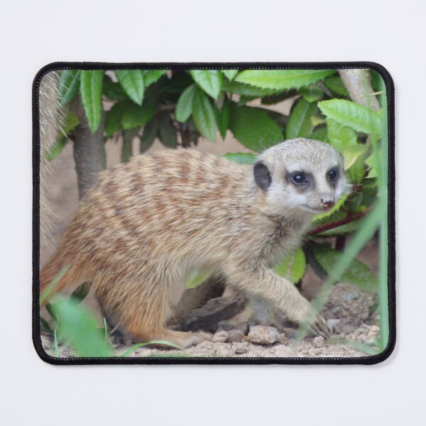 Item preview, Meerkat 065 designed and sold by JAMFoto.
