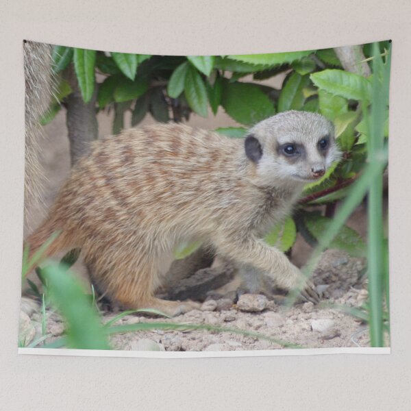 Item preview, Meerkat 065 designed and sold by JAMFoto.
