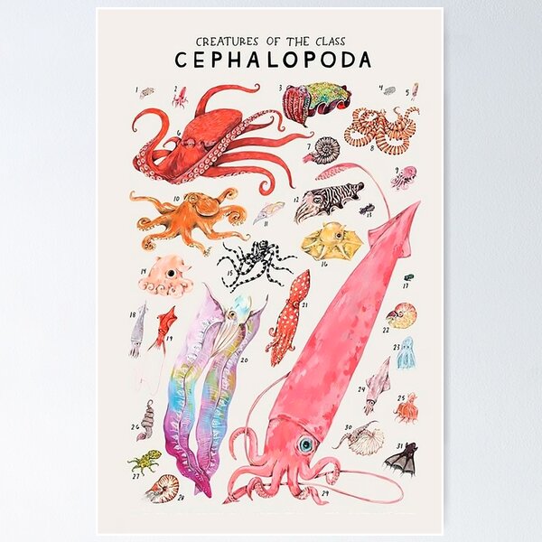 Item preview, Order Cephalopoda designed and sold by PatronesKawai.