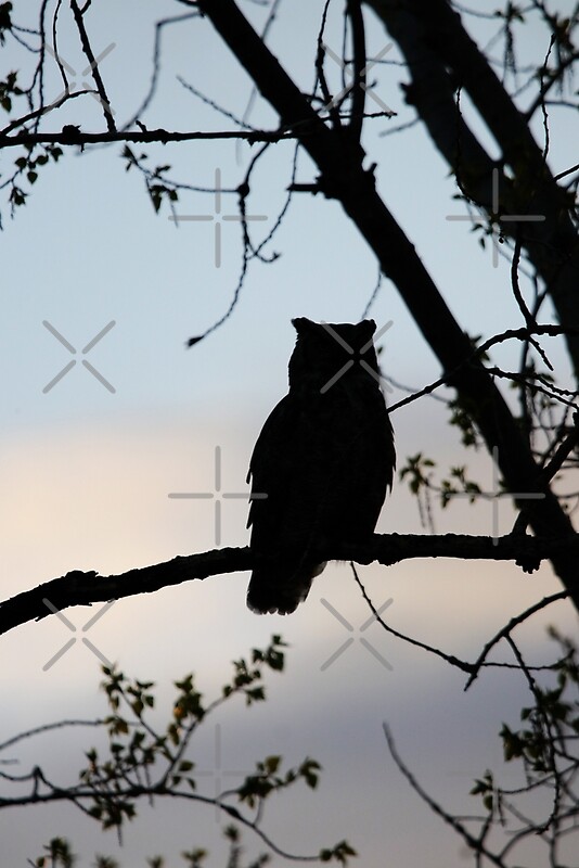 "Great Horned Owl Silhouette" by Alyce Taylor | Redbubble