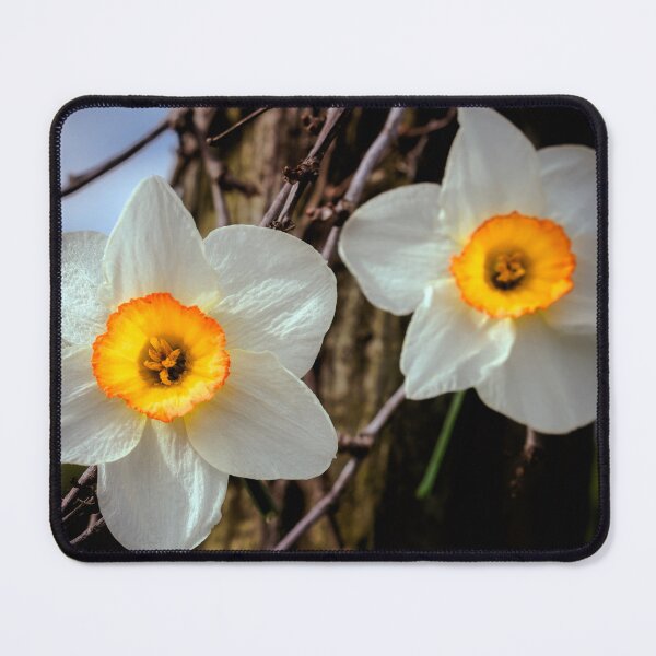 Item preview, Daffy Duo designed and sold by Jim Love.