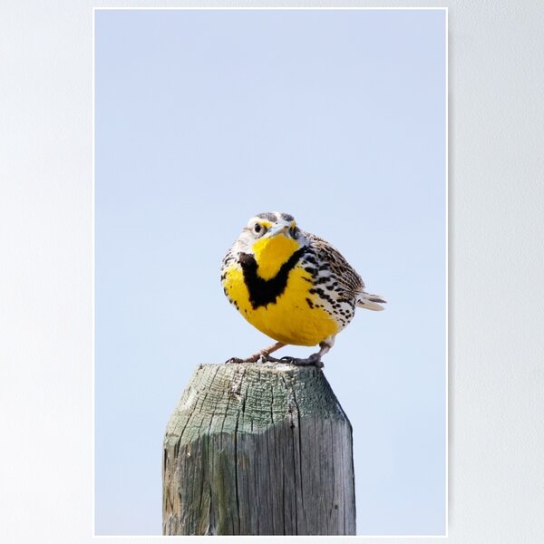 Western Meadowlark on a Post Poster