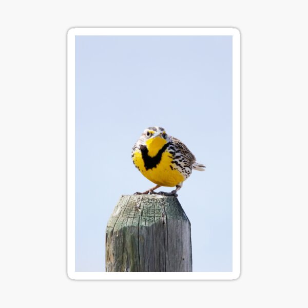Western Meadowlark on a Post Sticker